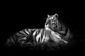 Картинка животные тигры хищник сила