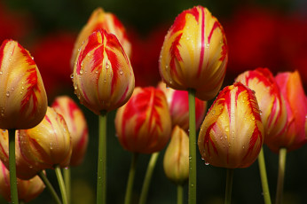 Картинка цветы тюльпаны капли бутоны