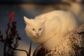 Картинка животные коты белый кот