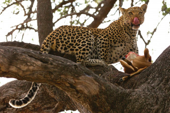 Картинка животные леопарды дерево добыча обед