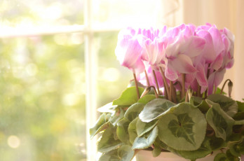 обоя цветы, цикламены, розовый, нежность
