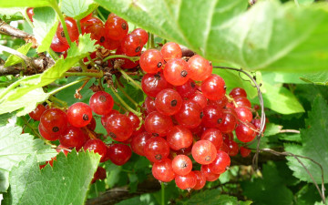 Картинка природа Ягоды смородина ягоды