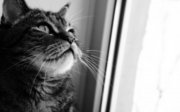 Картинка животные коты серый полосатый окно
