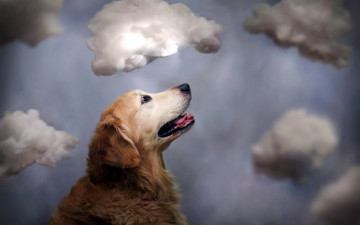 Картинка животные собаки облака