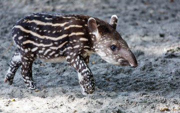 Картинка животные тапиры фон природа tapir