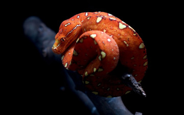 Картинка животные змеи питоны кобры змея красная бревно