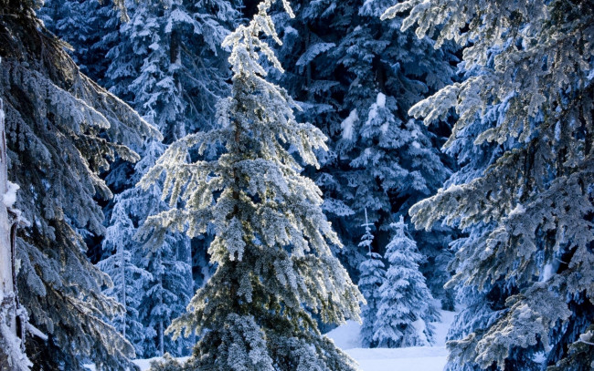 Обои картинки фото природа, зима, лес, елки
