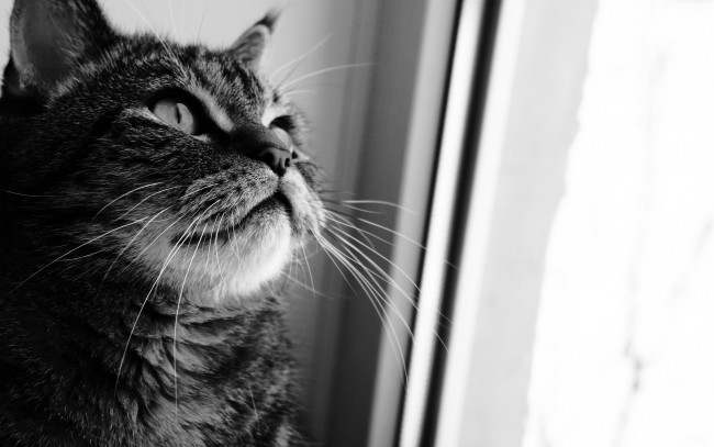 Обои картинки фото животные, коты, серый, полосатый, окно
