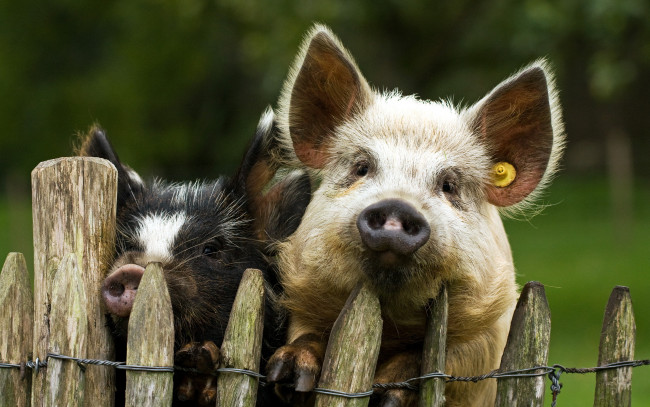 Обои картинки фото животные, свиньи, кабаны, хрюшки, забор