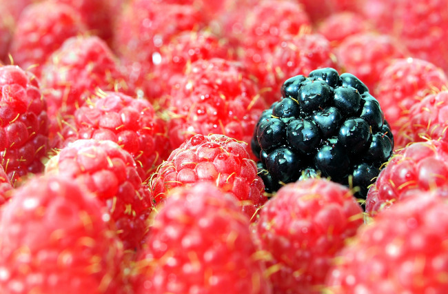 Обои картинки фото еда, фрукты, ягоды, малина, ежевика