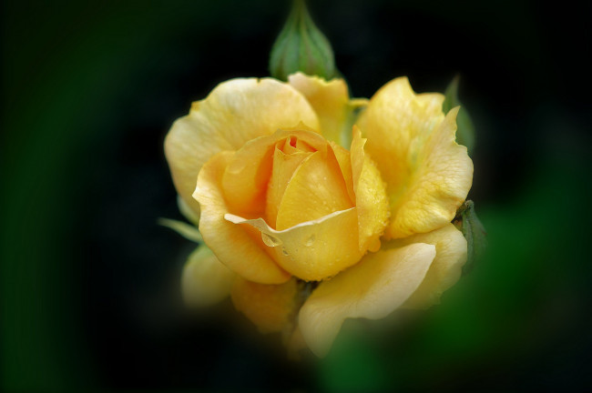 Обои картинки фото цветы, розы, капли, желтый