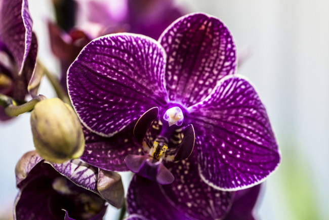 Обои картинки фото цветы, орхидеи, лиловый, макро