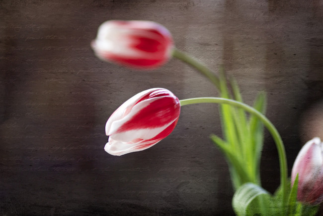Обои картинки фото цветы, тюльпаны, текстура, пестрый