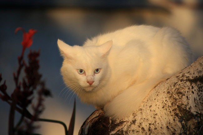 Обои картинки фото животные, коты, белый, кот