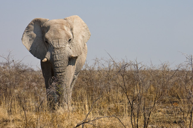 Обои картинки фото животные, слоны, саванна, самец, африканский, слон, намибия, etosha, national, park, национальный, парк, этоша