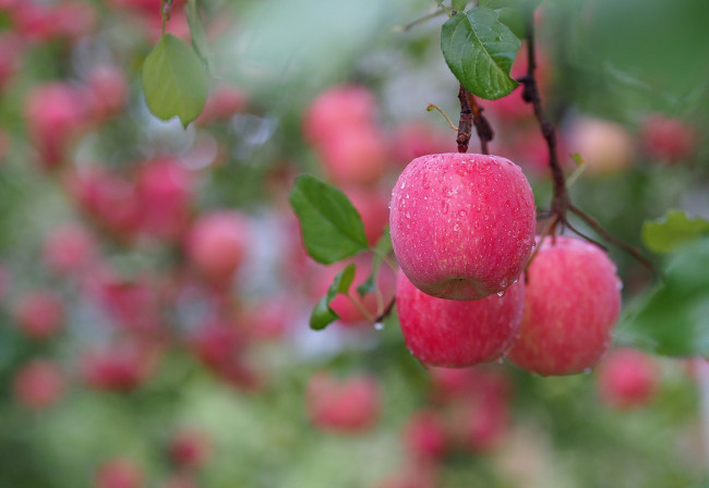 Обои картинки фото природа, плоды, ветки, яблоки