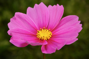 Картинка цветы космея itchydogimages макро цветок розовый