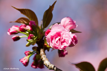 Картинка цветы цветущие+деревья+ +кустарники розовые бутоны ветка