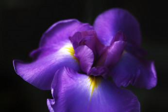 Картинка цветы ирисы ирис цветок макро takaten фиолетовый
