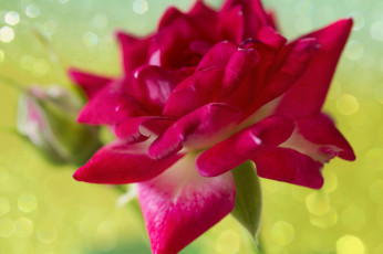 Картинка цветы розы роза макро лепестки