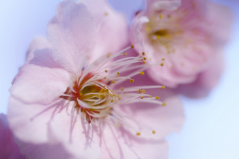 Картинка цветы сакура +вишня лепестки макро нежность красота розовые тычинки