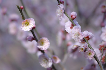 Картинка цветы сакура +вишня розовые ветки макро takaten