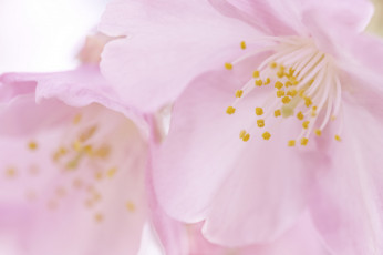 Картинка цветы сакура +вишня тычинки лепестки макро takaten пыльца