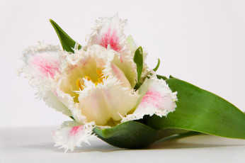 Картинка цветы тюльпаны лепестки тюльпан