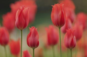 Картинка цветы тюльпаны весна лепестки луг сад