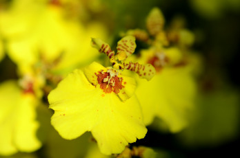 Картинка цветы орхидеи жёлтый яркий орхидея цвет цветок