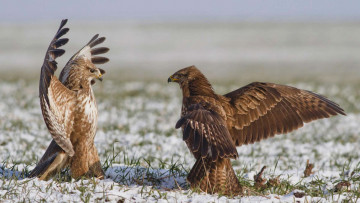 Картинка животные птицы+-+хищники ястреб птица поле небо крылья танец