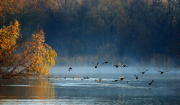 обоя животные, утки, птицы, озеро, лес, осень