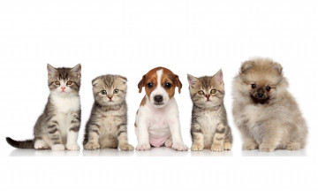 Картинка животные разные+вместе шпиц щенки котята собака бигль