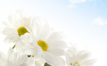 обоя цветы, ромашки, tenderness, белые, beauty, flowers, sky, spring, white, camomile, красота, нежность, весна, небо