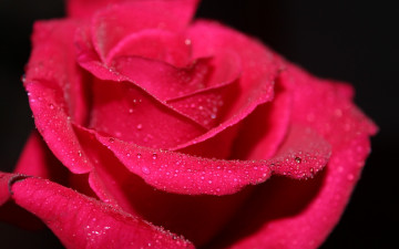 Картинка цветы розы лепестки черный фон роса капли вода роза красная цветок макро macro