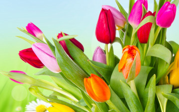 Картинка цветы тюльпаны orange yellow tulips лепестки розовые красные petals оранжевые разноцветные жёлтые pink red яркие beauty flowers varicoloured bright