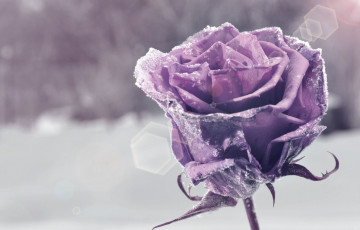 Картинка цветы розы цветок цветочек фиолетовый снег боке flower snow фон