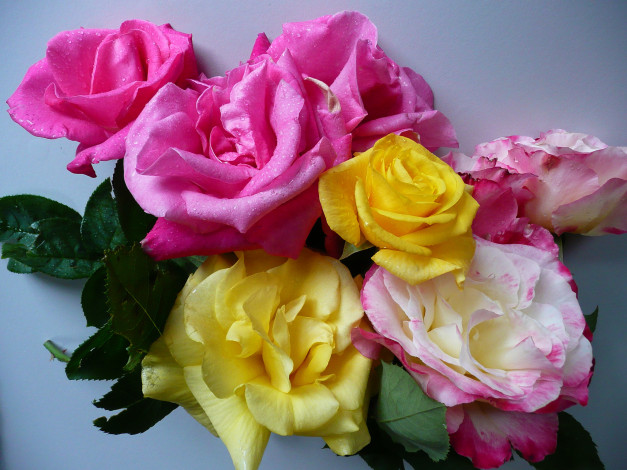 Обои картинки фото цветы, розы, роза, букет, лепестки, капли, вода, макро