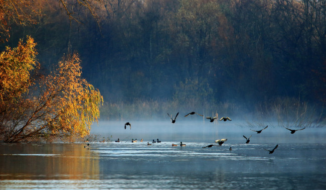 Обои картинки фото животные, утки, птицы, озеро, лес, осень