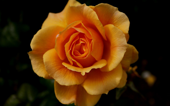 Обои картинки фото цветы, розы, оранжевая, роза, цветок, темный, фон