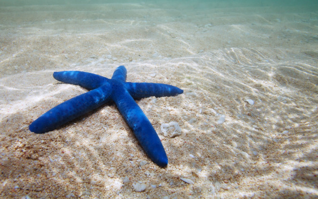 Обои картинки фото животные, морские звёзды, морская, звезда, starfish, ocean, underwater, sand