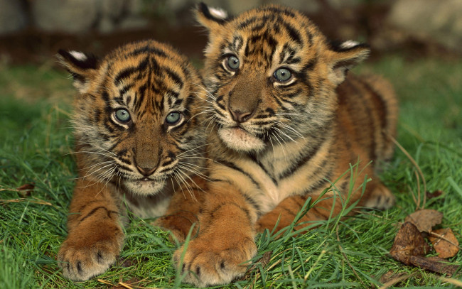 Обои картинки фото животные, тигры, трава, пара, полосы, тигрята