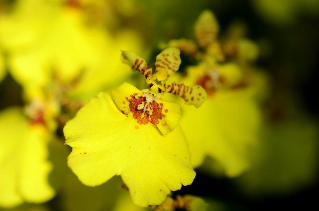 Обои картинки фото цветы, орхидеи, жёлтый, яркий, орхидея, цвет, цветок