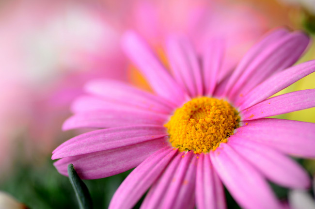 Обои картинки фото цветы, ромашки, цветок, макро, розовый
