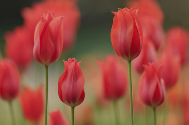 Обои картинки фото цветы, тюльпаны, весна, лепестки, луг, сад