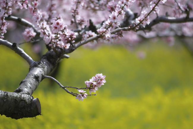 Обои картинки фото цветы, цветущие деревья ,  кустарники, весна, ветка, макро, takaten