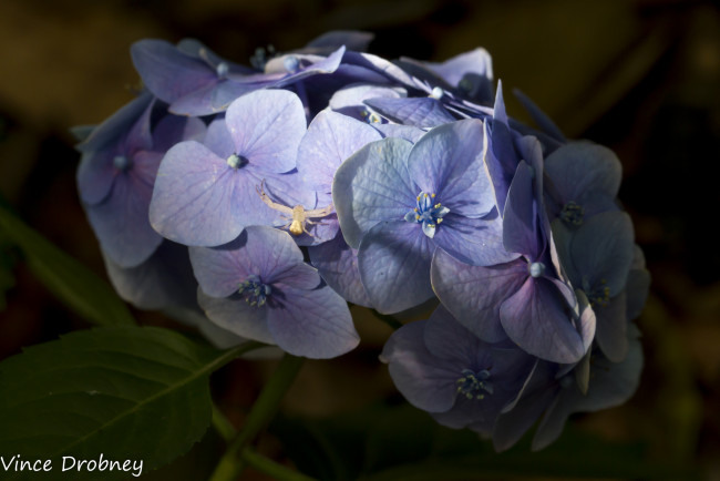 Обои картинки фото цветы, гортензия, соцветие, голубые