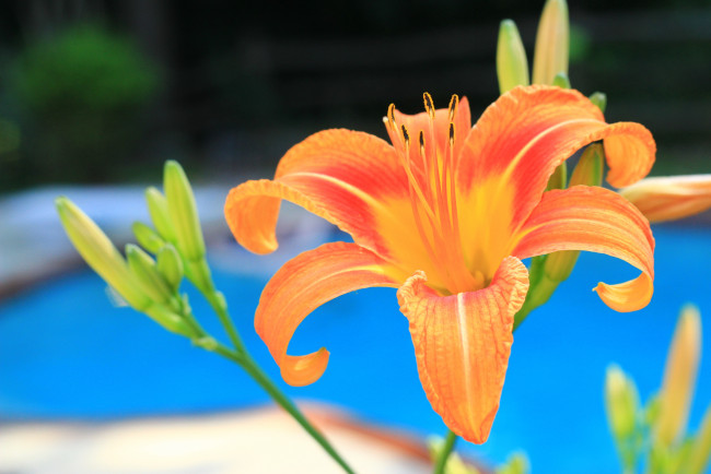 Обои картинки фото цветы, лилии,  лилейники, оранжевый, лилейник, бассейн, макро, лепестки