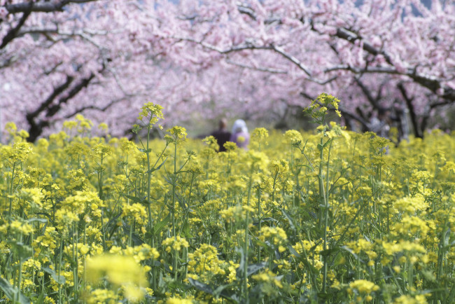 Обои картинки фото цветы, луговые , полевые,  цветы, дерево, жёлтые, макро, весна, takaten
