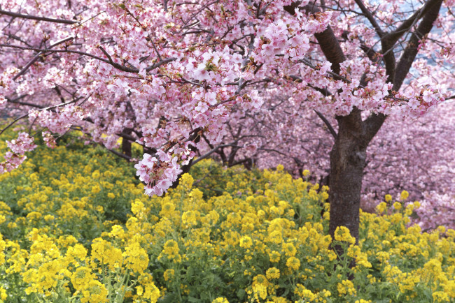 Обои картинки фото цветы, разные вместе, takaten, весна, цветение, дерево, розовые, жёлтые